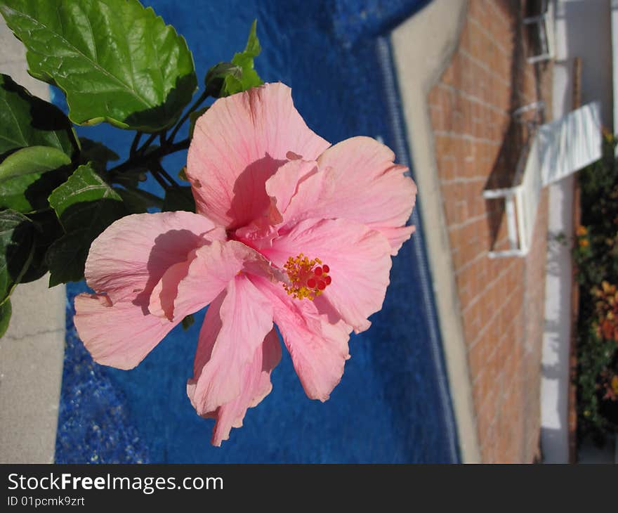 Hibiscus Flower