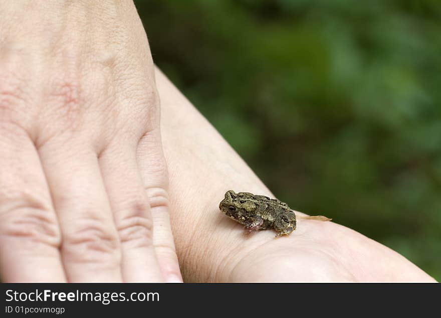 Small Frog/Toad