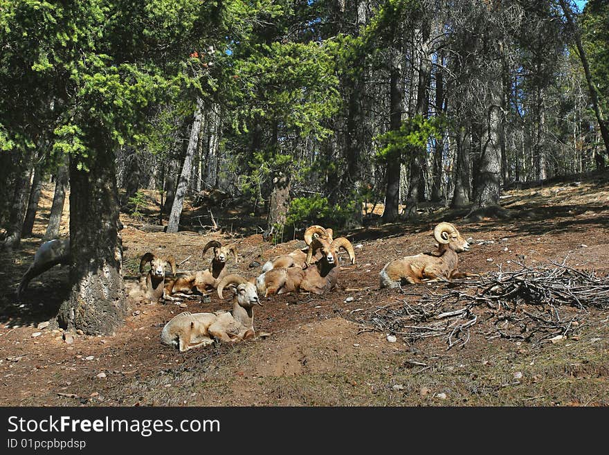 A group of mountain sheeps enjoy sunshine on the hill