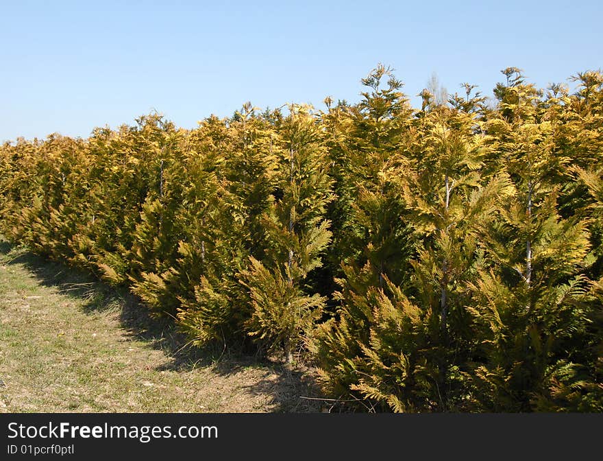 Thuja rows