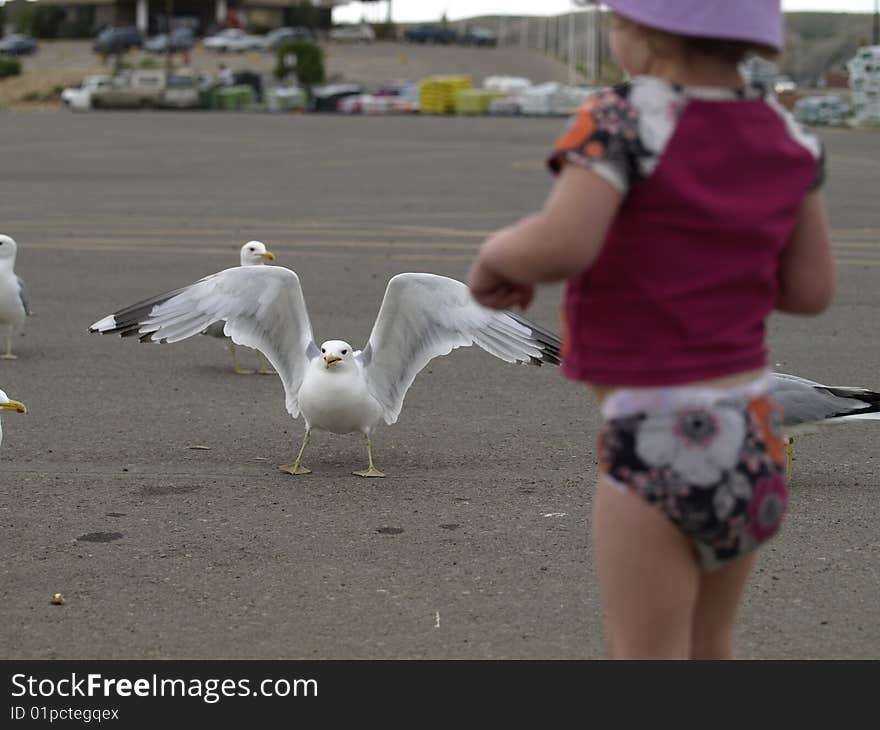 This little girl is busy feeding seagulls in a local parking lot.focus is on the sea gull. This little girl is busy feeding seagulls in a local parking lot.focus is on the sea gull.