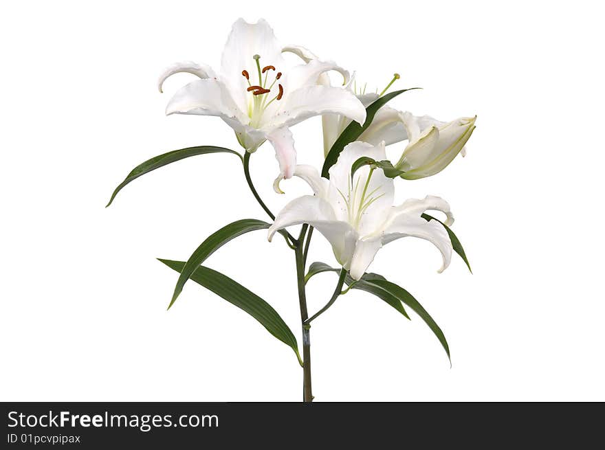 White lilies isolated on white. White lilies isolated on white