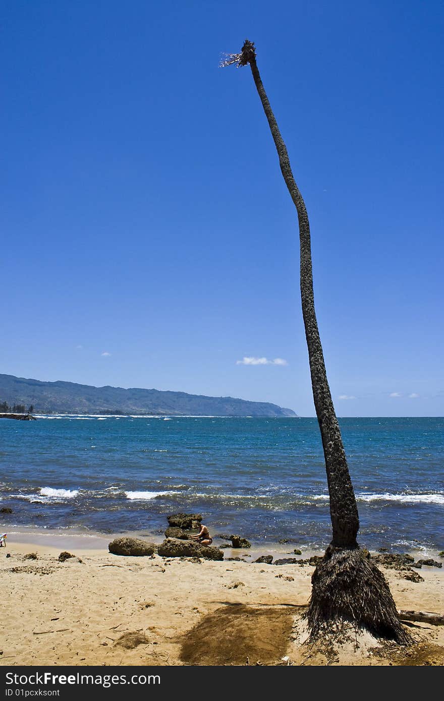 A palm tree on the coast in hawaii that has no more leaves. A palm tree on the coast in hawaii that has no more leaves