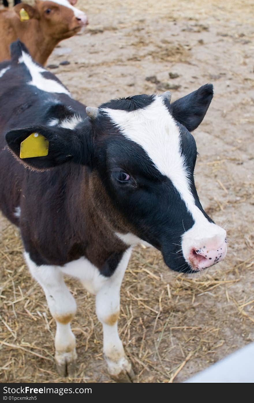 Cows on a farm.