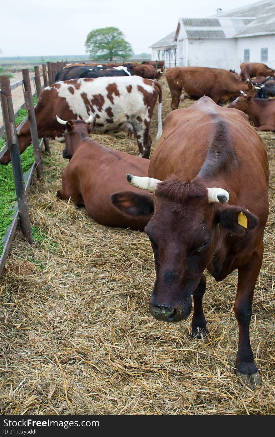 Cows on a farm.