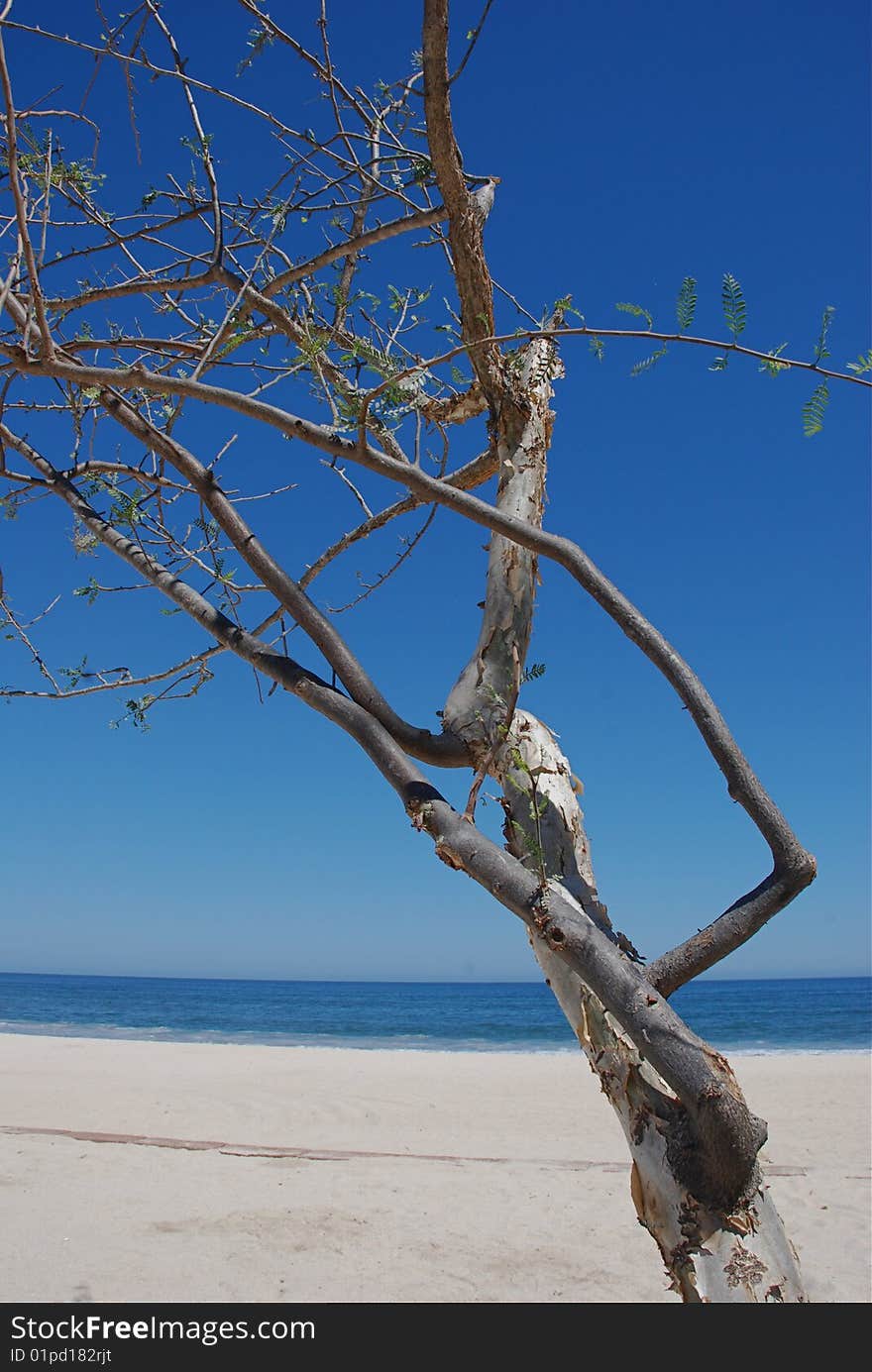 Tree at the beach costa Azul Los Cabos