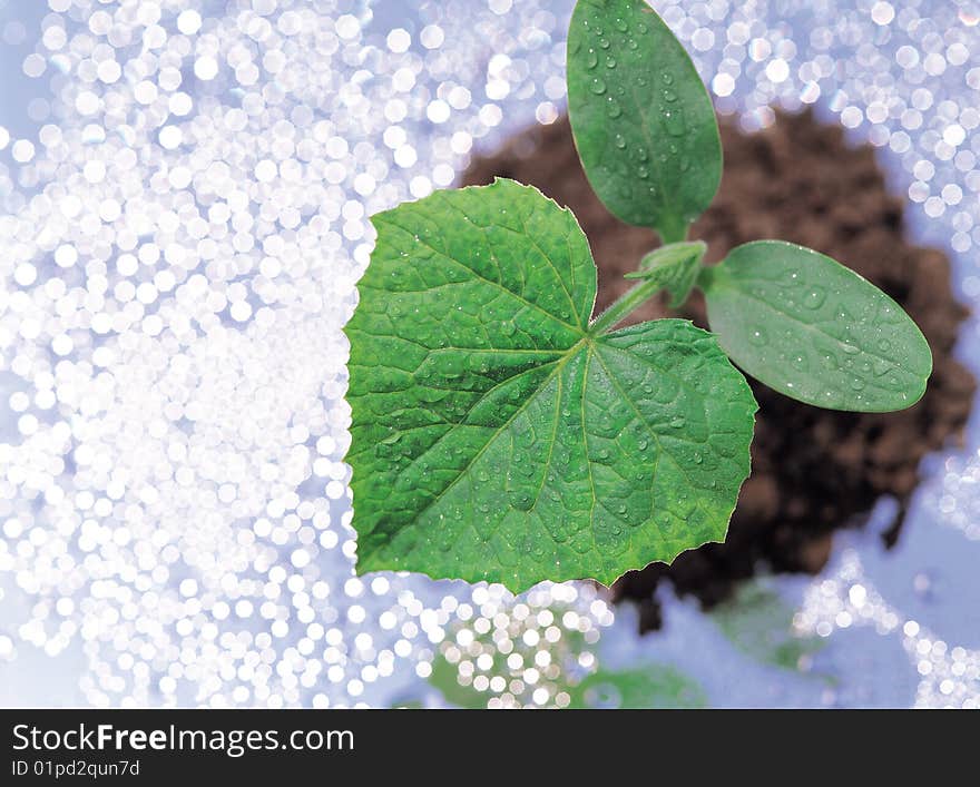 Close up of leaves