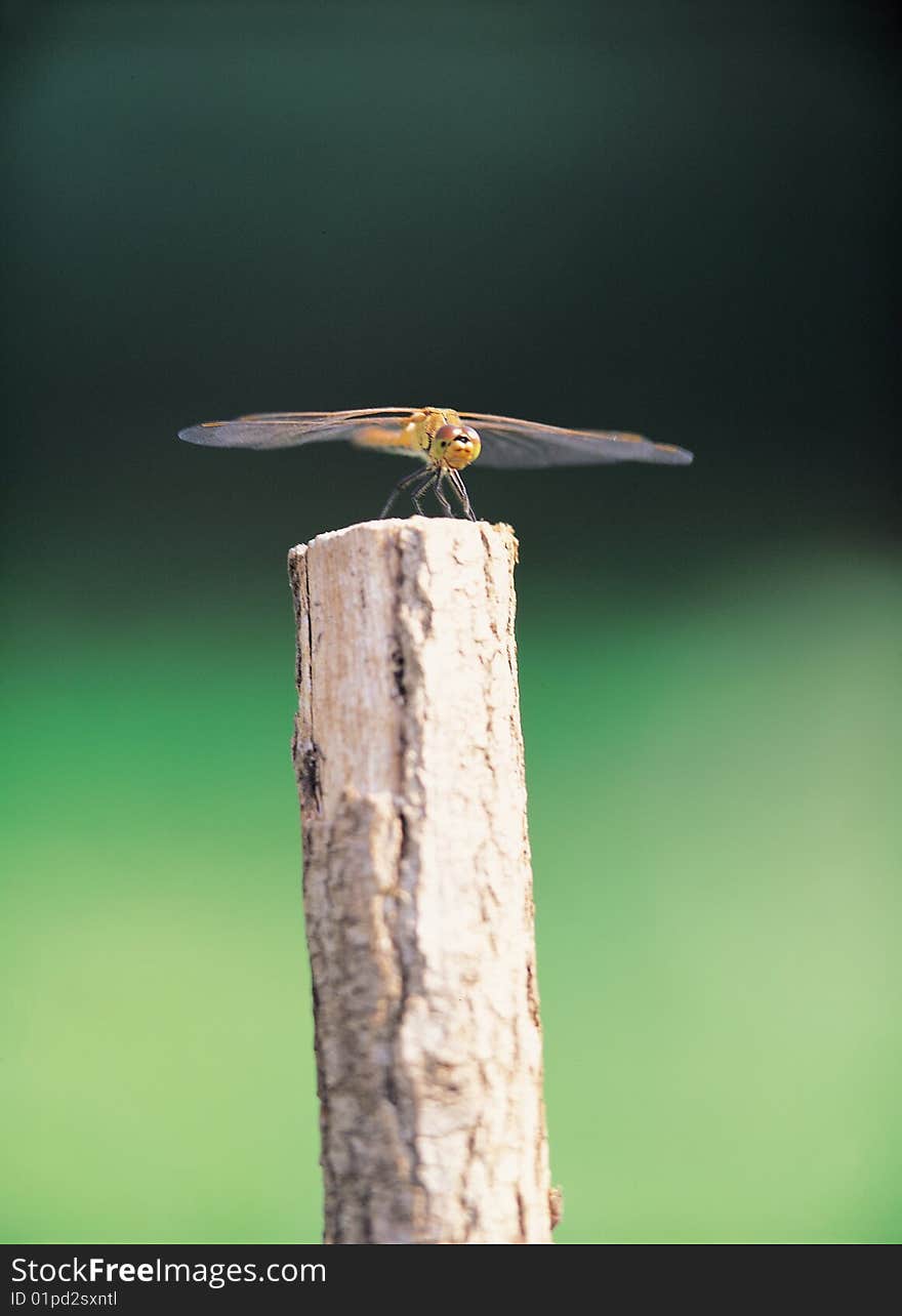 Close up of dragonfly,standing on wood pile