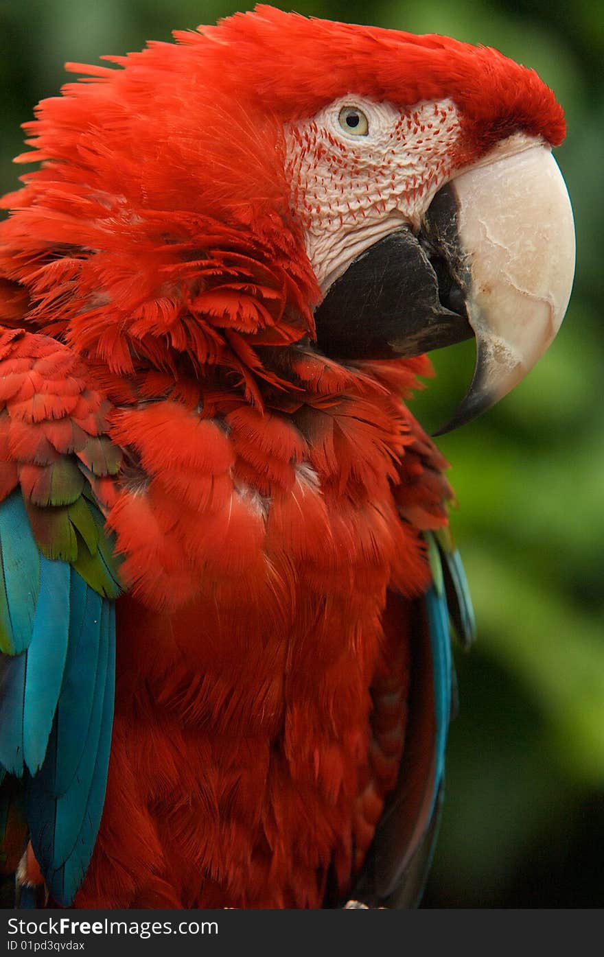 Red Macaw