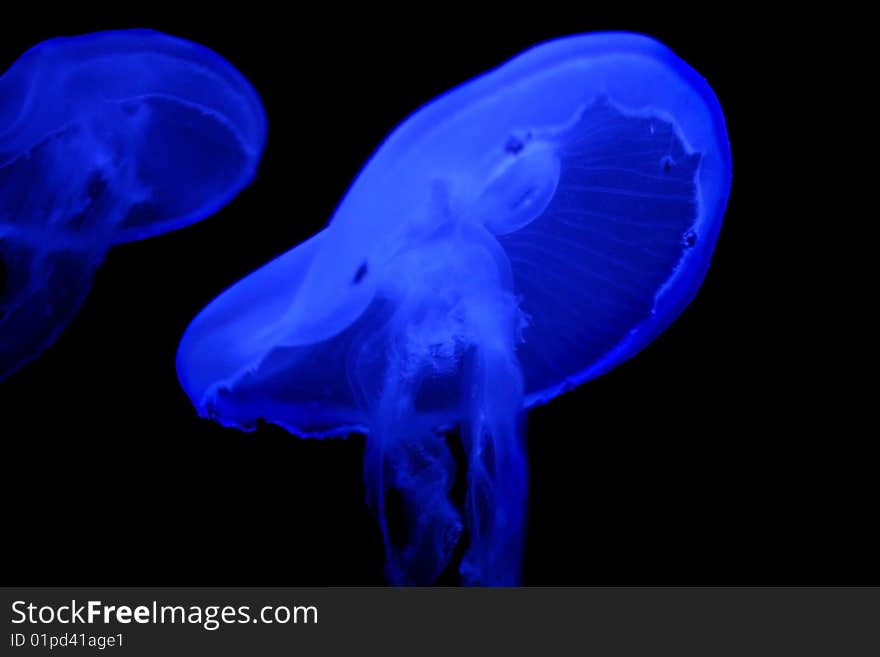 Two Jellyfish Swimming