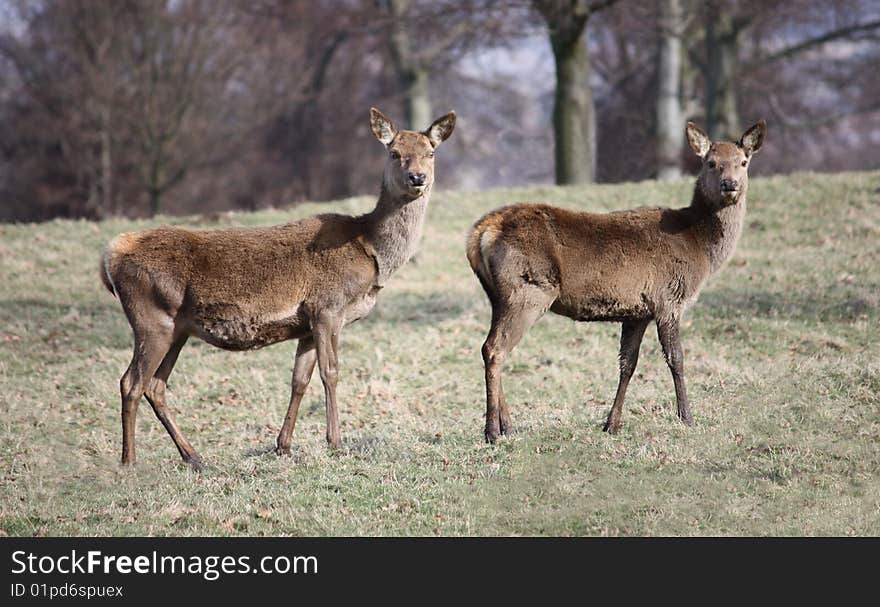 Wild Deer.