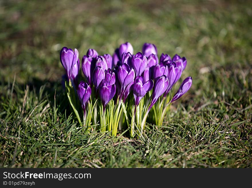 Purple flowers crocus