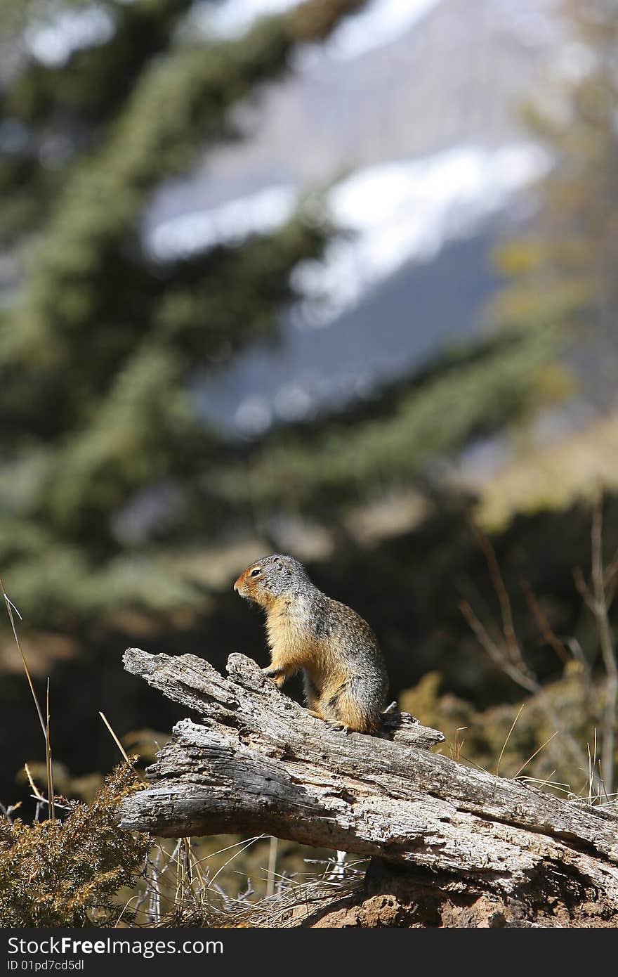 Ground Squirrel