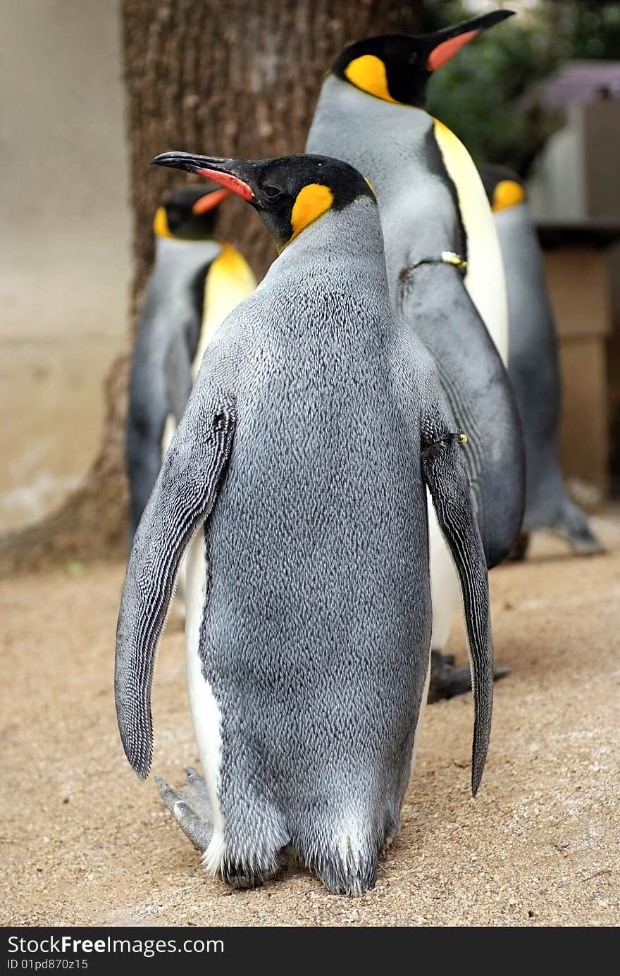 King Penguin