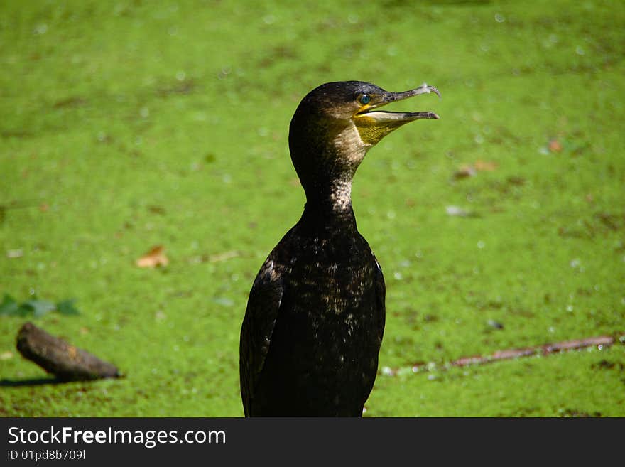 Cormorant