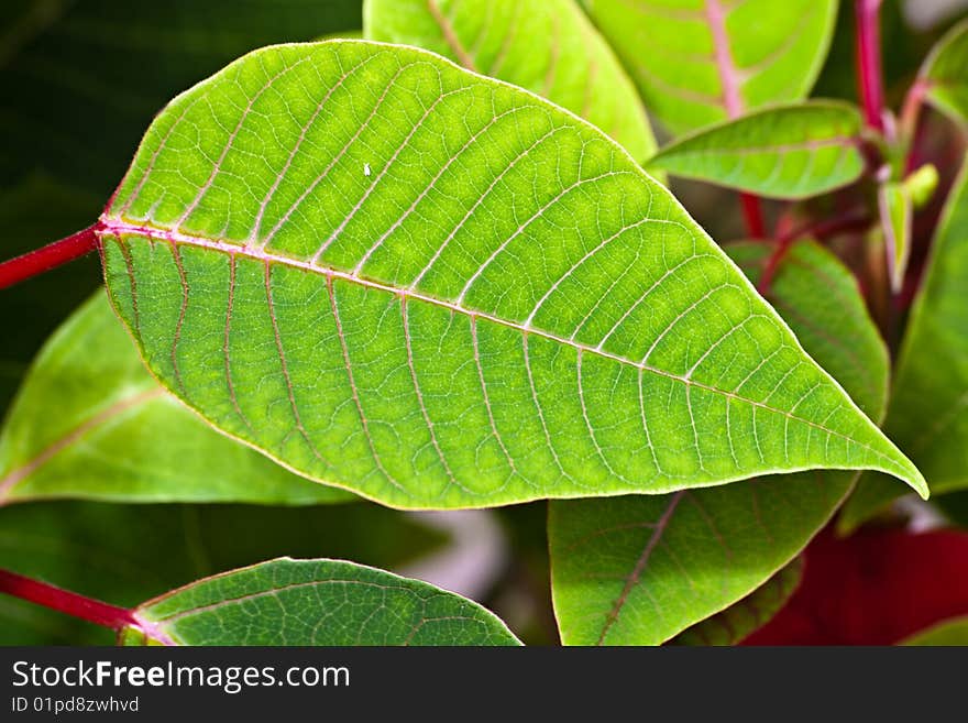 Green leaves with red proveins. Green leaves with red proveins