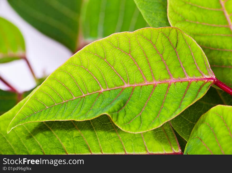 Green leaves with red proveins. Green leaves with red proveins