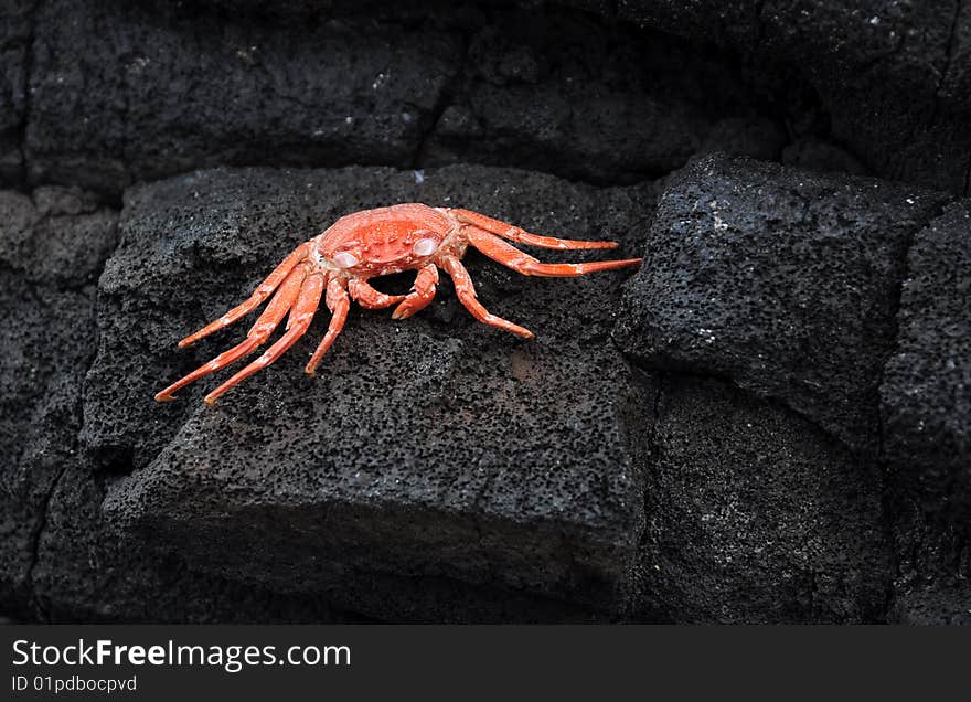 A deceased crab in Hawaii on lava rock. A deceased crab in Hawaii on lava rock.