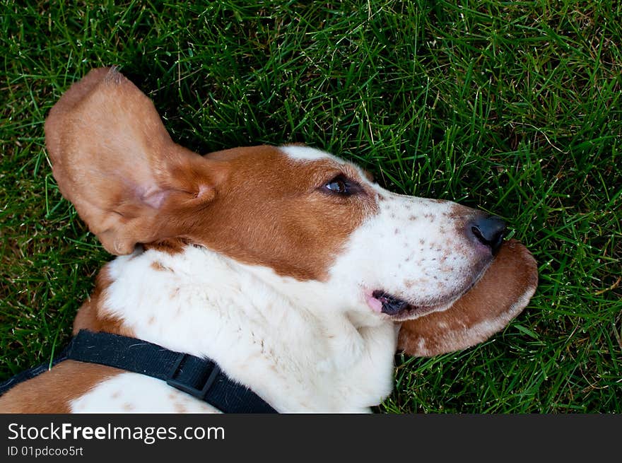 Happy lazy basset hound takes a nap in the dog days of summer