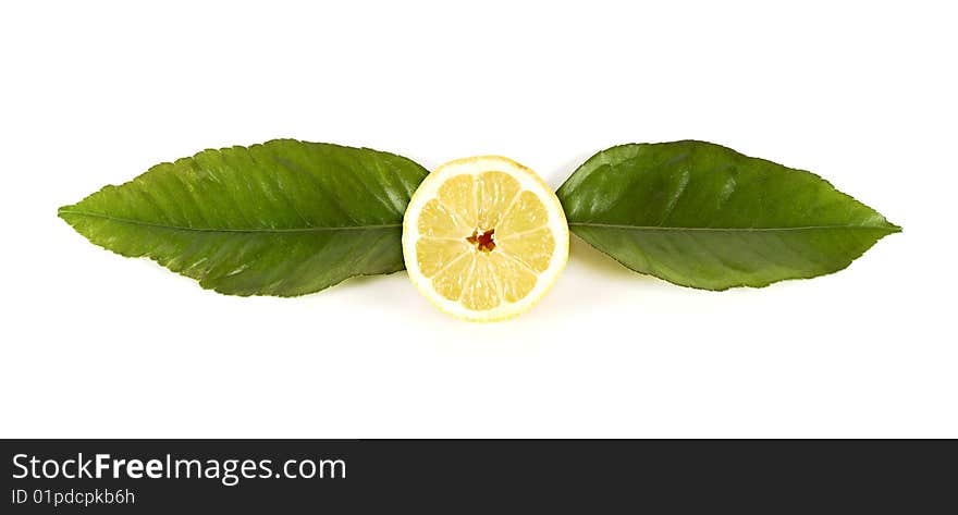 Lemon leaves with a horizontal. Lemon leaves with a horizontal