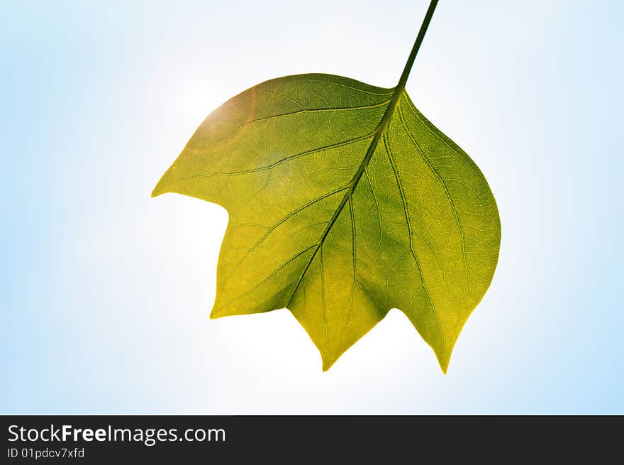 Green leaf shows individual veins of the foliage backlit by the sun. Green leaf shows individual veins of the foliage backlit by the sun