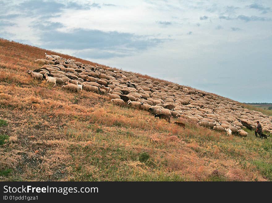 Small herd of sheep going on a slope