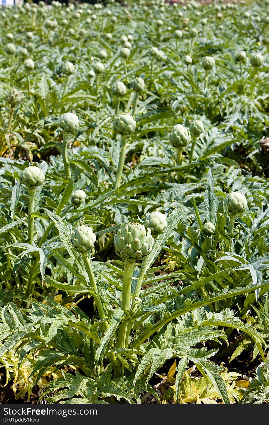 Field Of Artichokes, Brittany, France