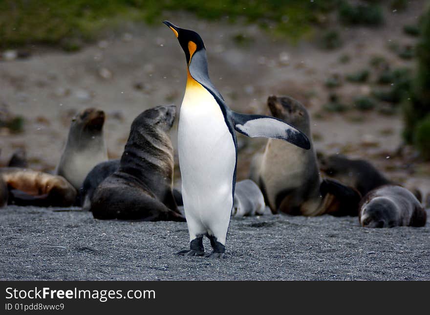 King penguin