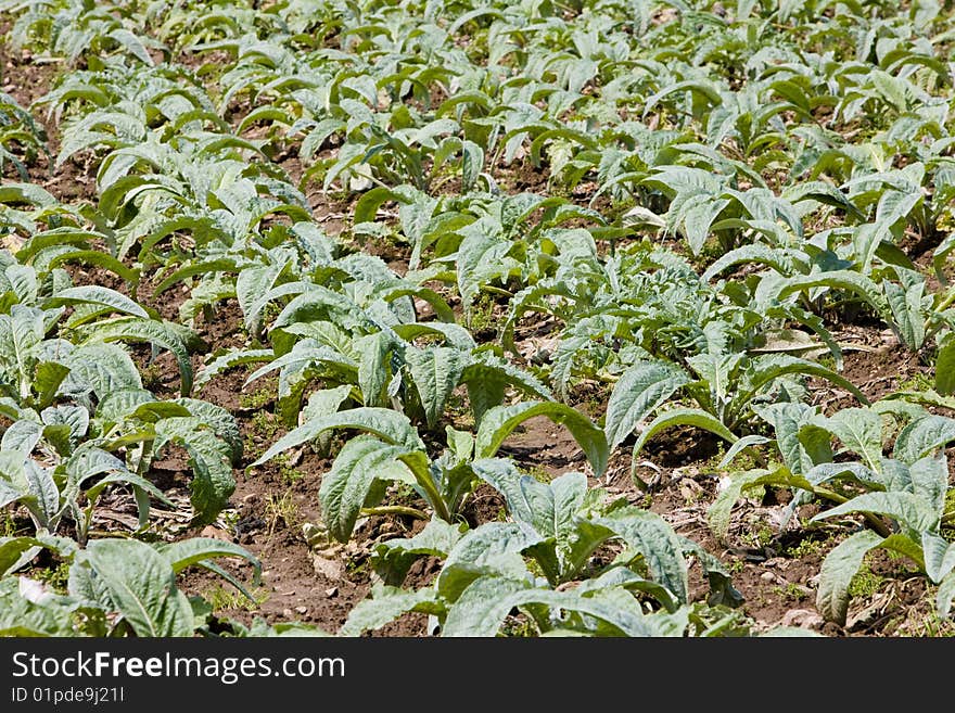 Field of artichokes, Brittany, France