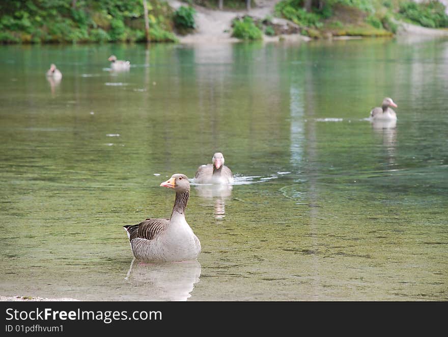 Greylag Geese