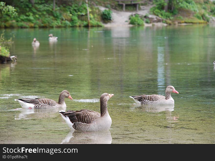 Greylag geese