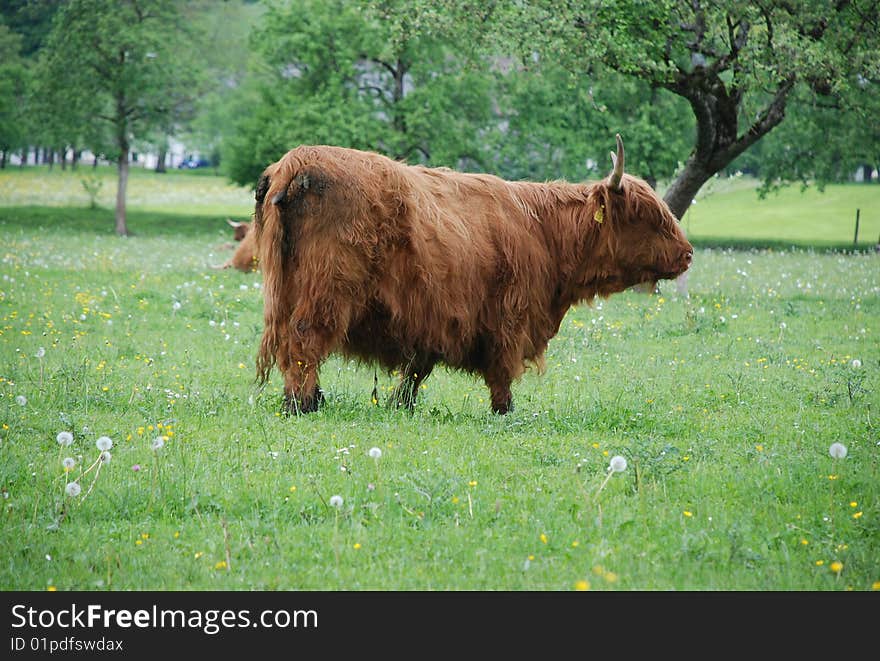 Highland cattle