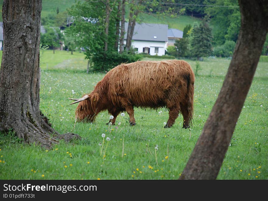 Highland cattle