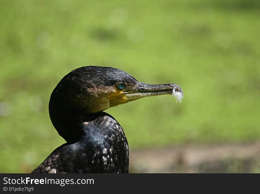 Cormorant Head