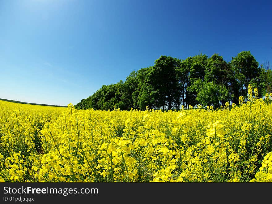 Rape field and clouds in sky. Rape field and clouds in sky