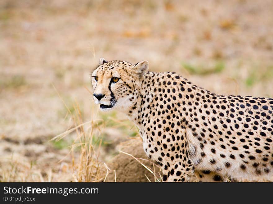 Alert cheetah. Kruger National Park, South Africa