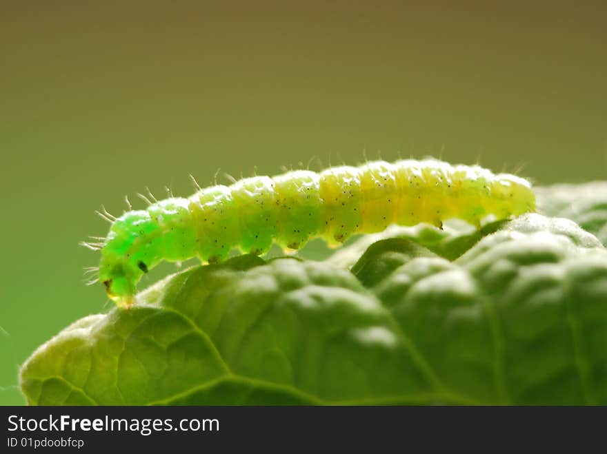 Green caterpillar