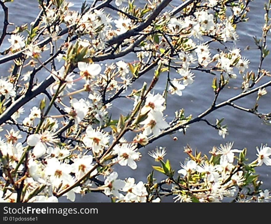 Blossoms at the sea