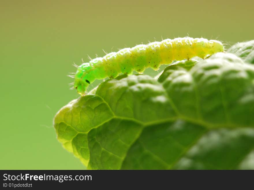 Green caterpillar