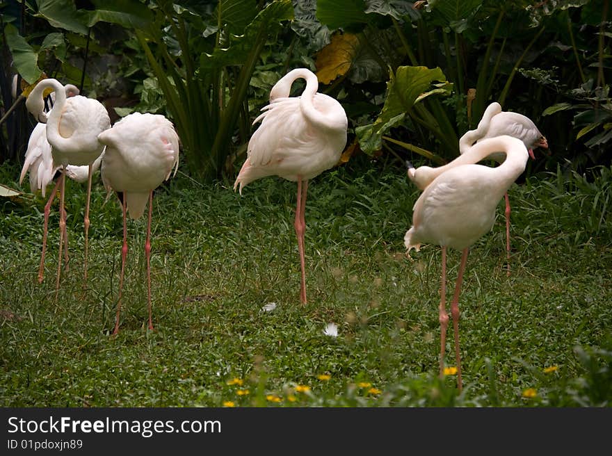 Group rose flamingo on background of the green herb