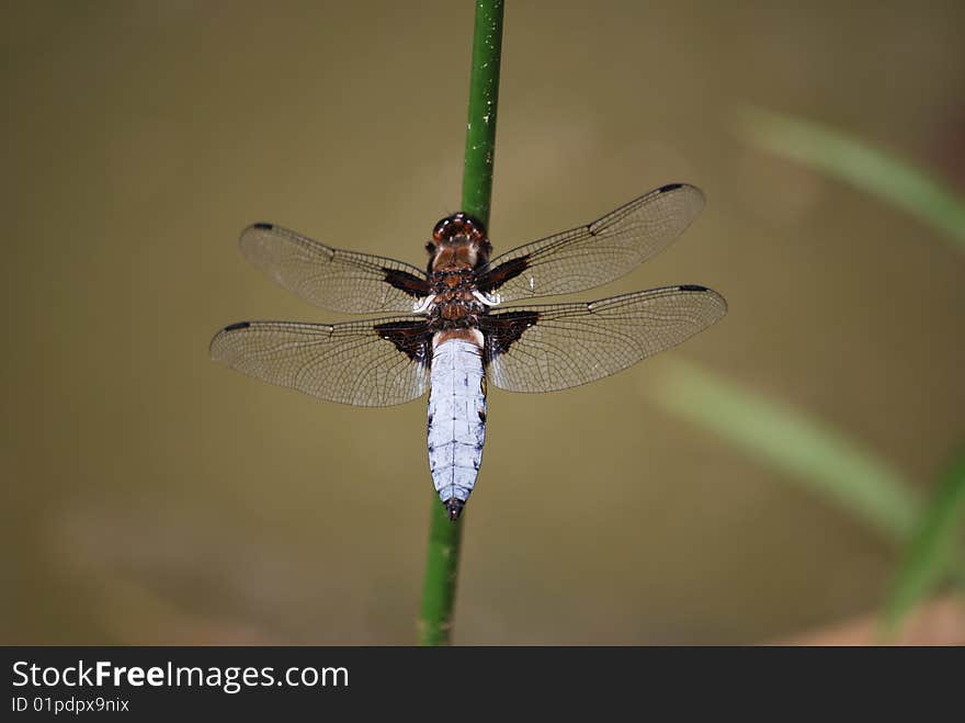 Male of a Broad-bodied Chaser