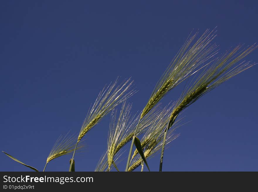 Frog perspective of a close-up of rye against a bright blue sky