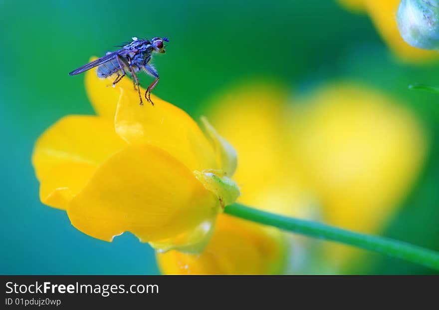 A fly resting on a buttercup flower in soft light. A fly resting on a buttercup flower in soft light