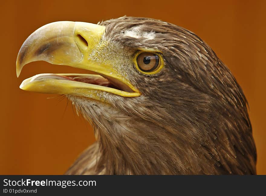 White-tailed Eagle