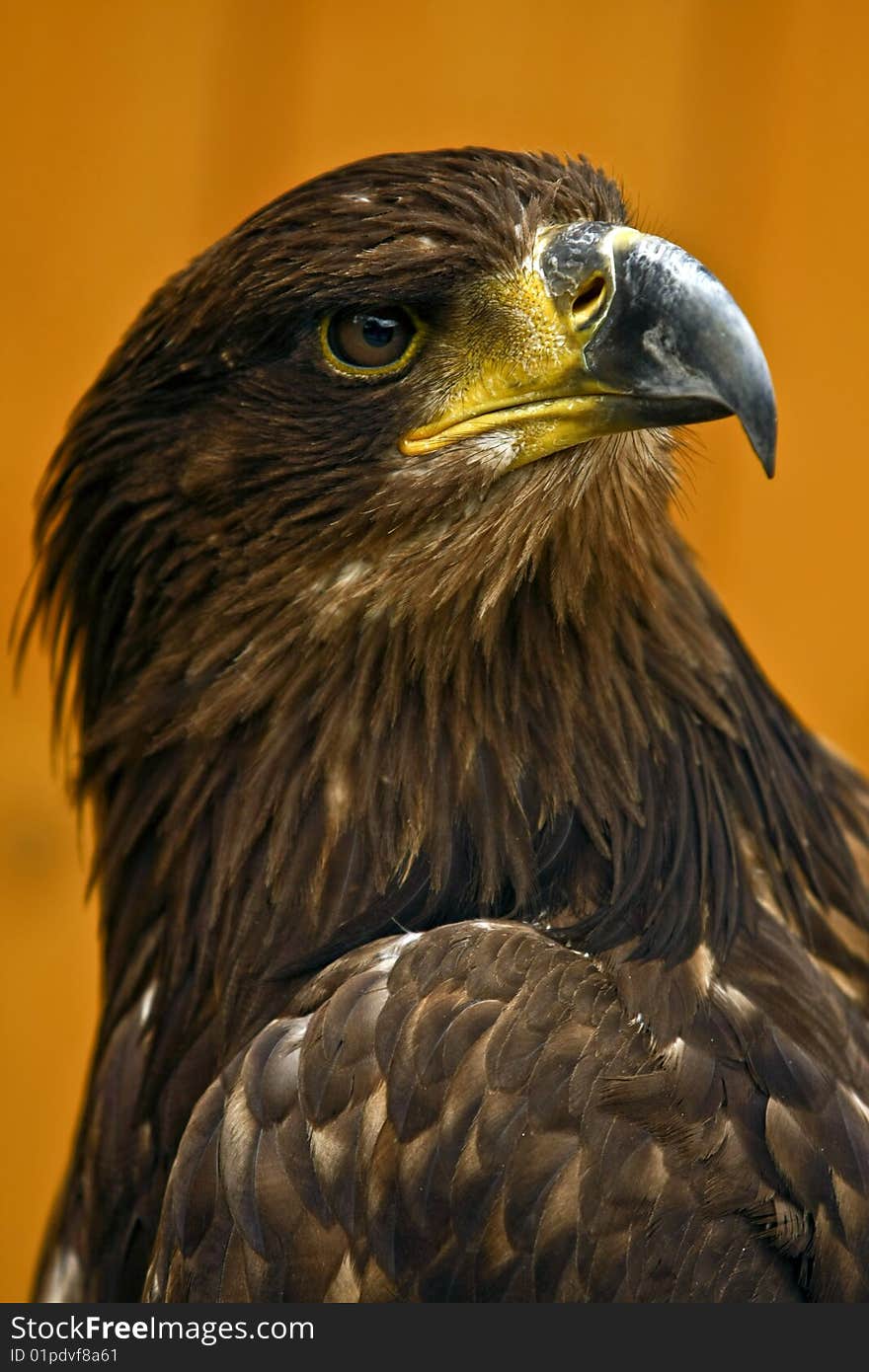 White-tailed Eagle