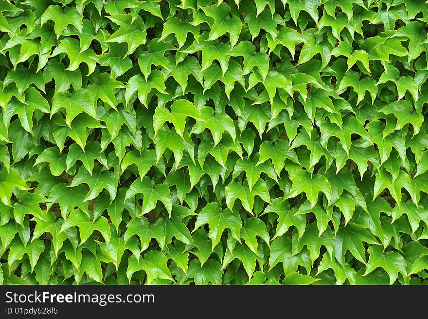 Close up of a green leaf background