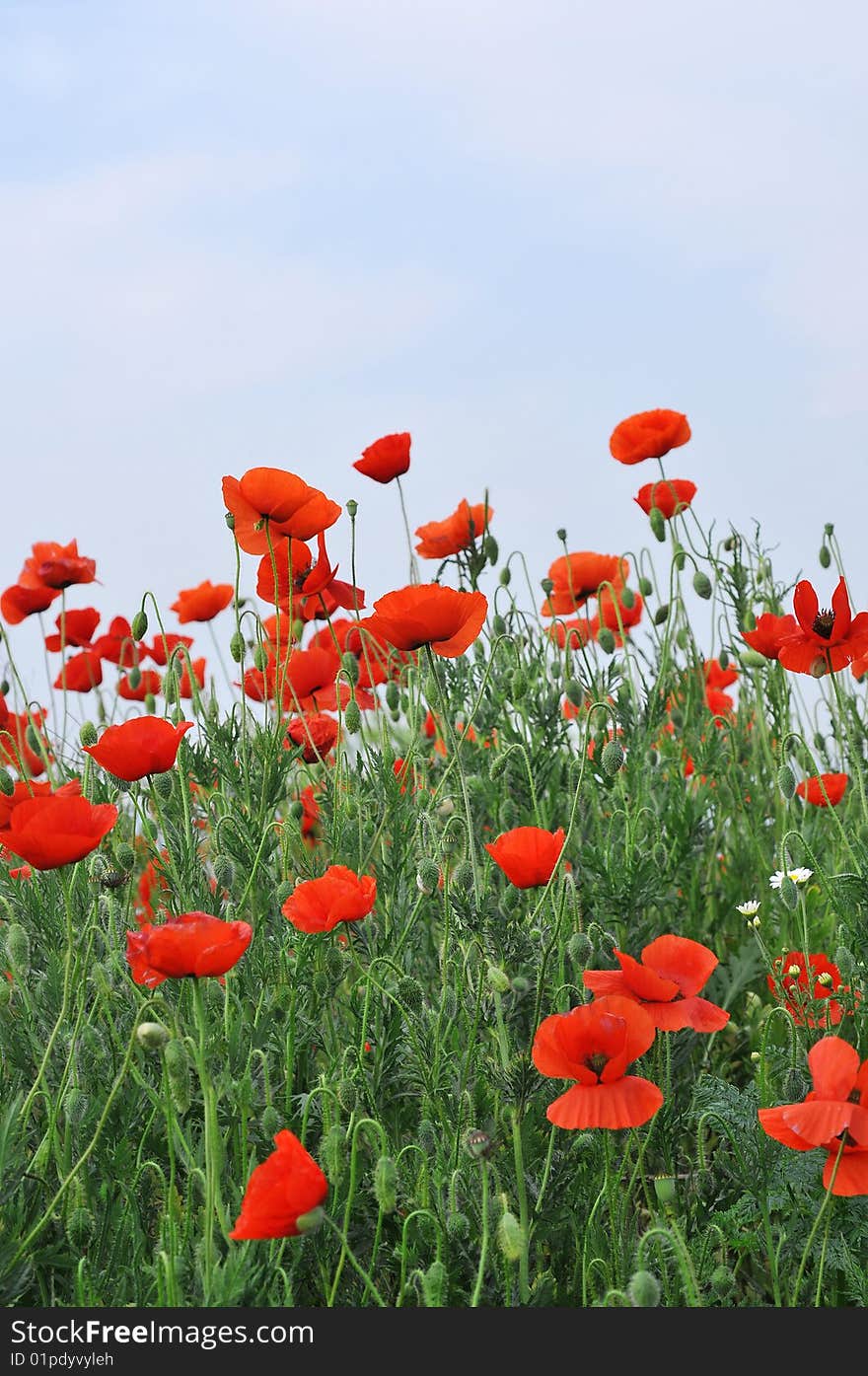 Red poppies