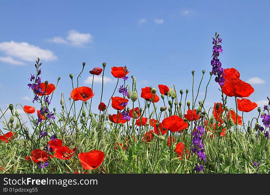 Red poppies