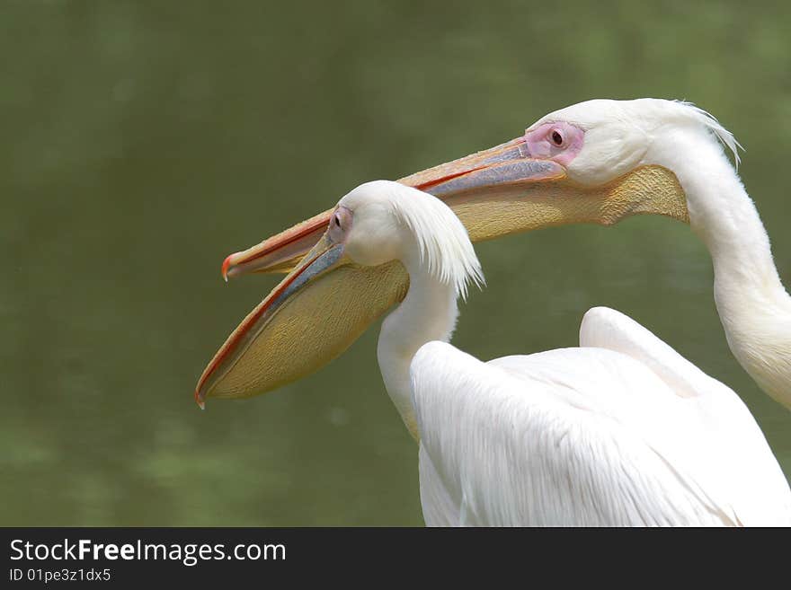 Pelicans