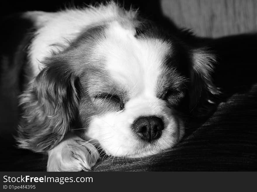 A Cavalier King Charles Spaniel Sleeping. A Cavalier King Charles Spaniel Sleeping